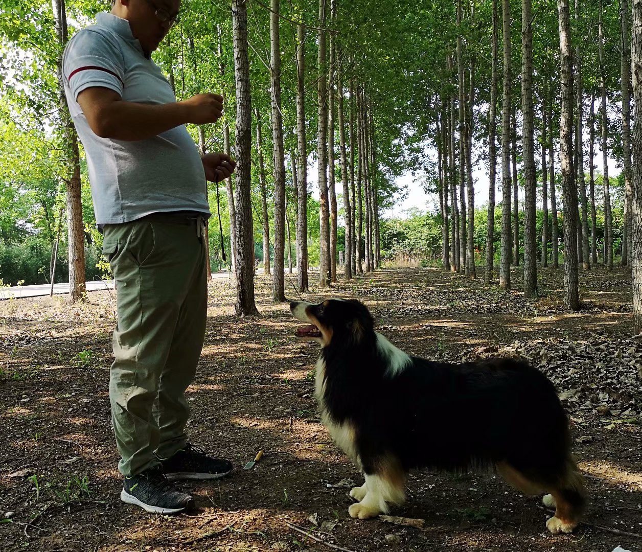 上海澳洲牧羊犬