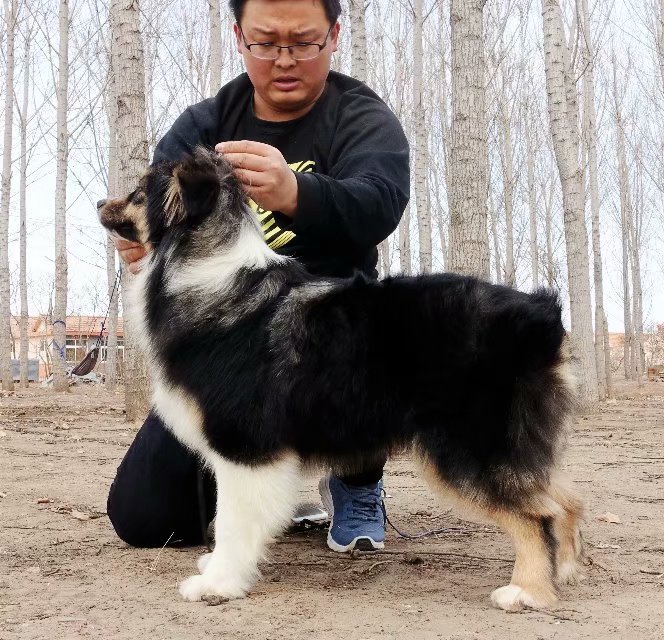 北京澳洲牧羊犬成母